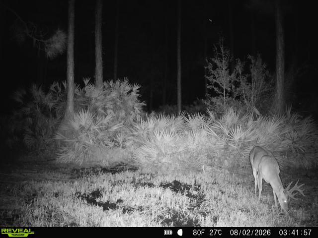 buck