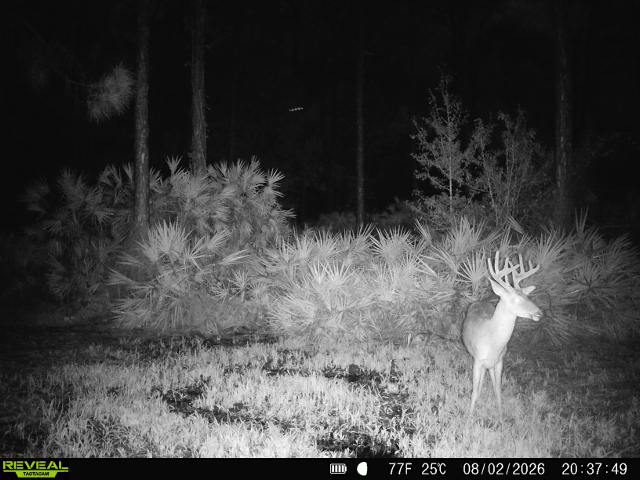 buck