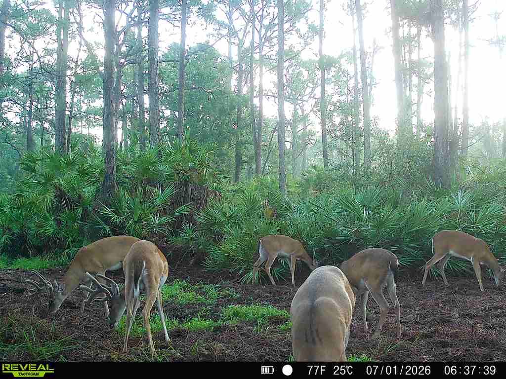 buck