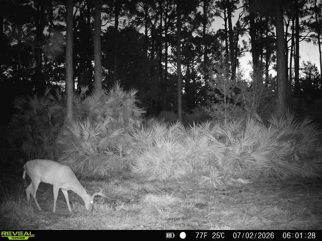 buck