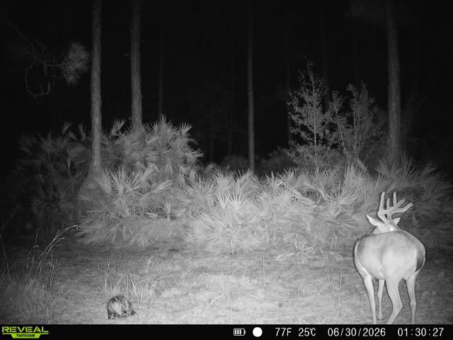buck