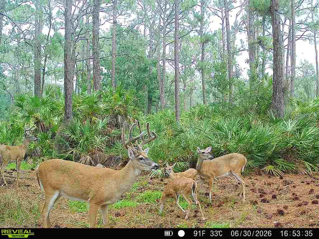 Swamp Donkey