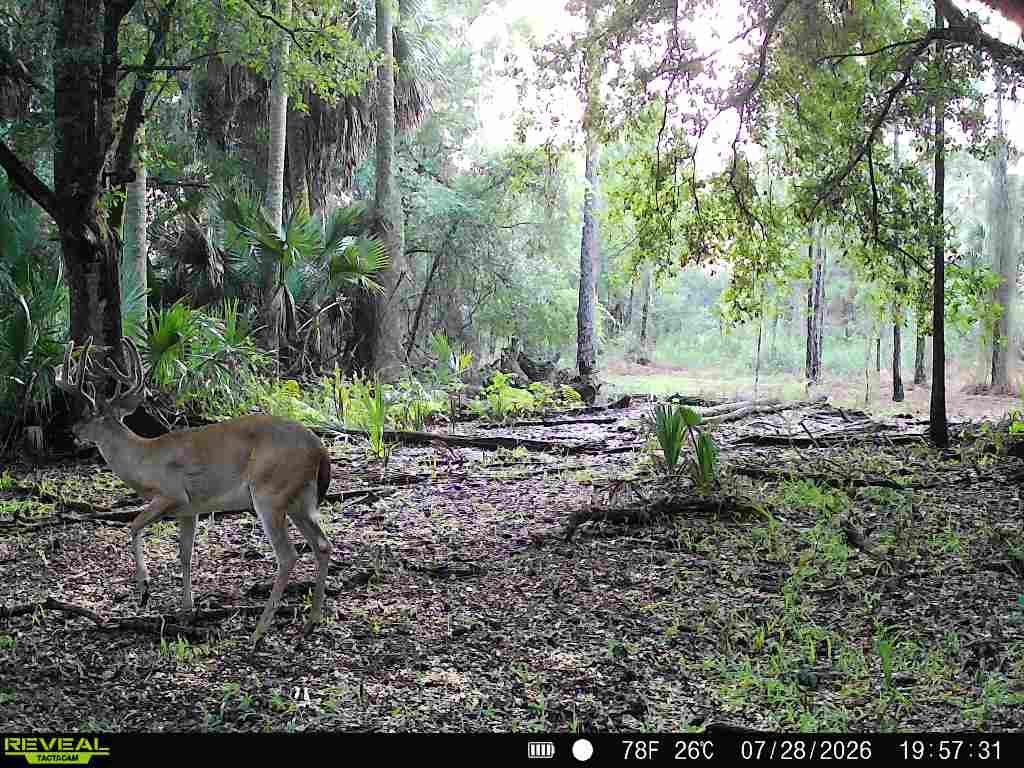 Buck 1