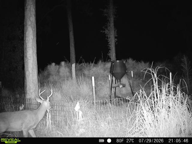 buck