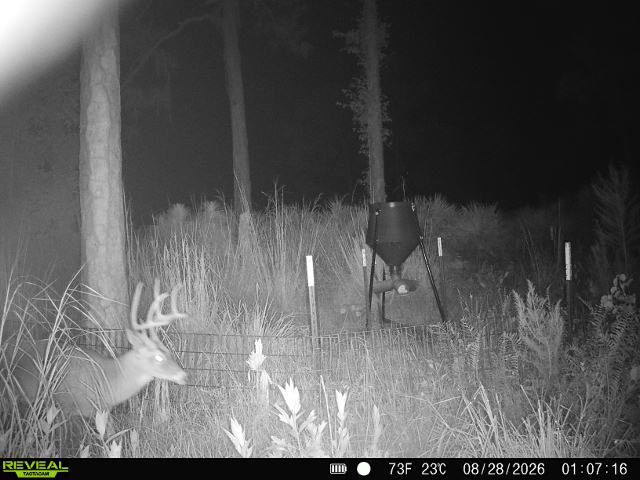Marsh Ghost