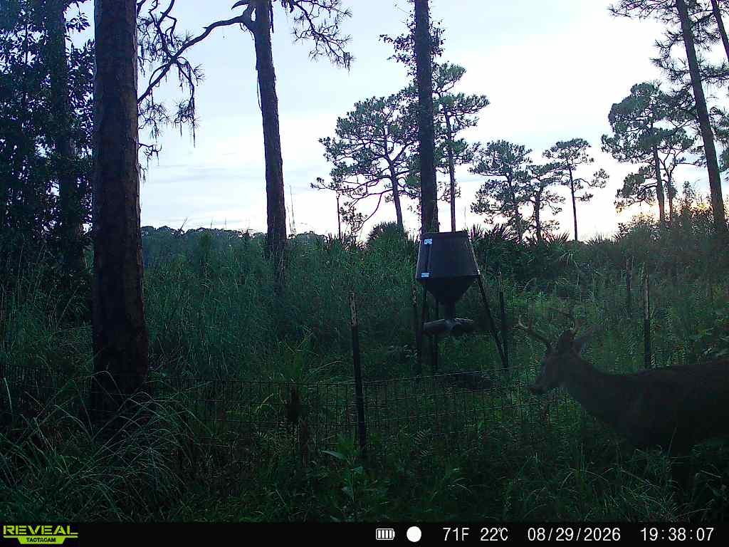 buck