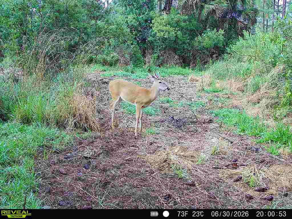 buck