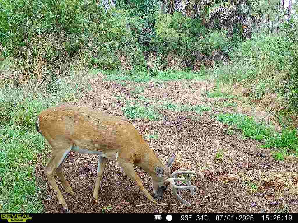 buck