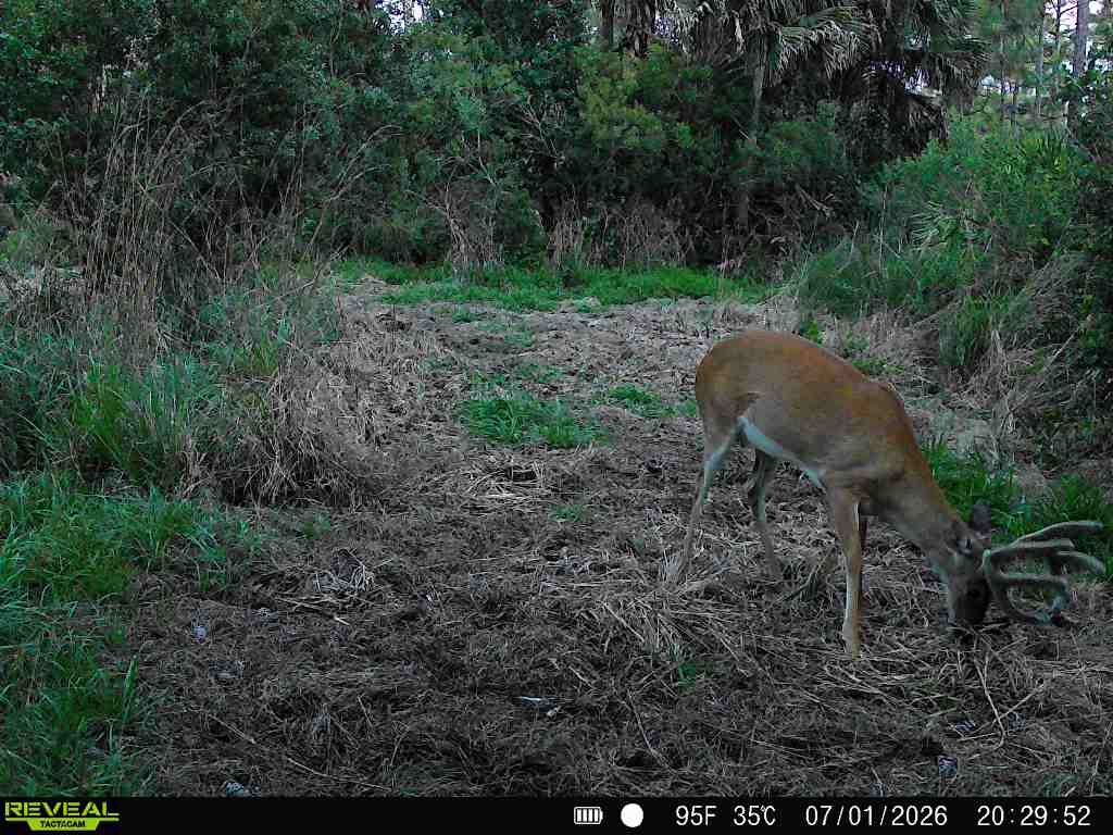 buck