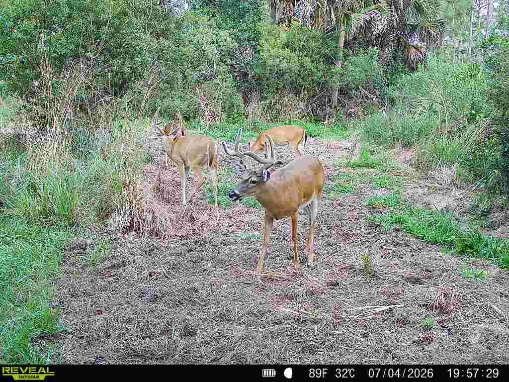 buck