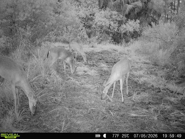 buck