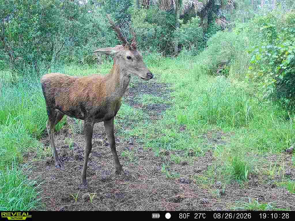 buck