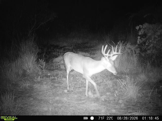 Cypress King