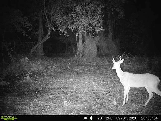 buck